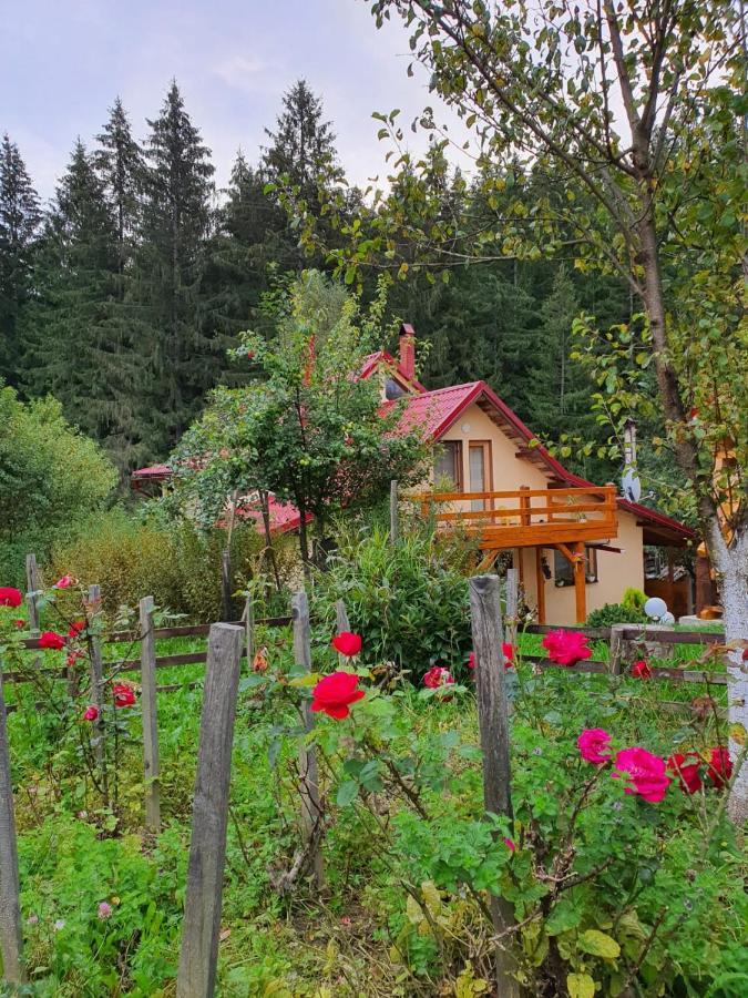 Forest Vibes Spa Cîmpu lui Neag 外观 照片
