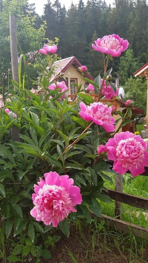 Forest Vibes Spa Cîmpu lui Neag 外观 照片