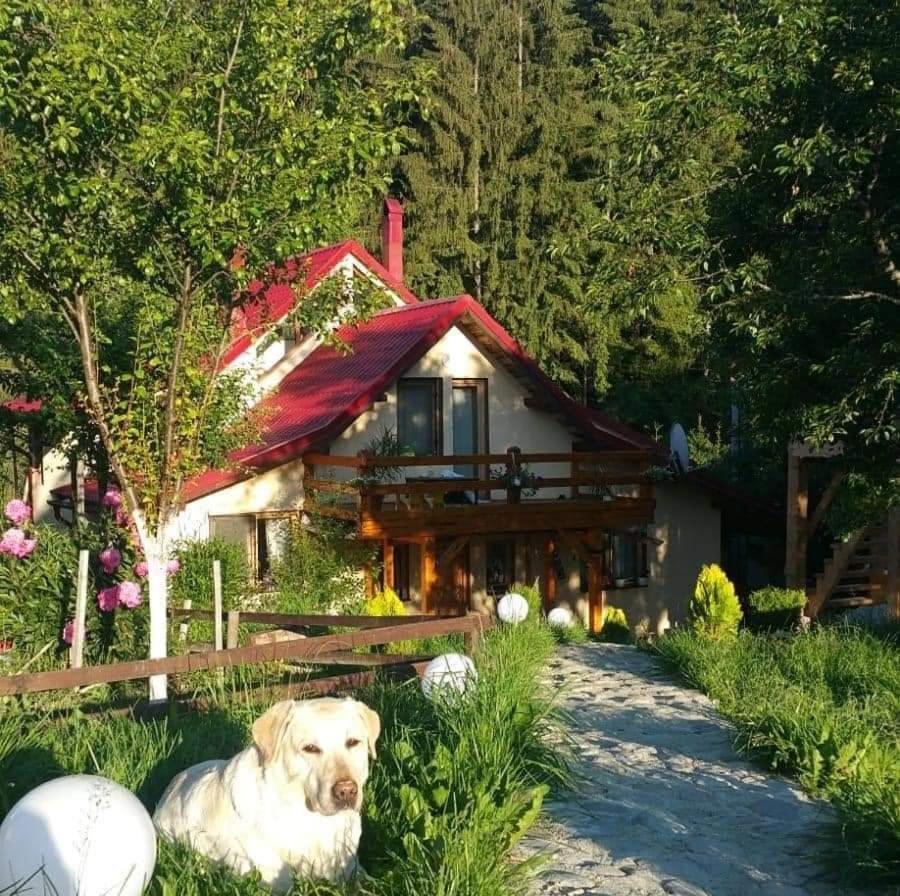 Forest Vibes Spa Cîmpu lui Neag 外观 照片