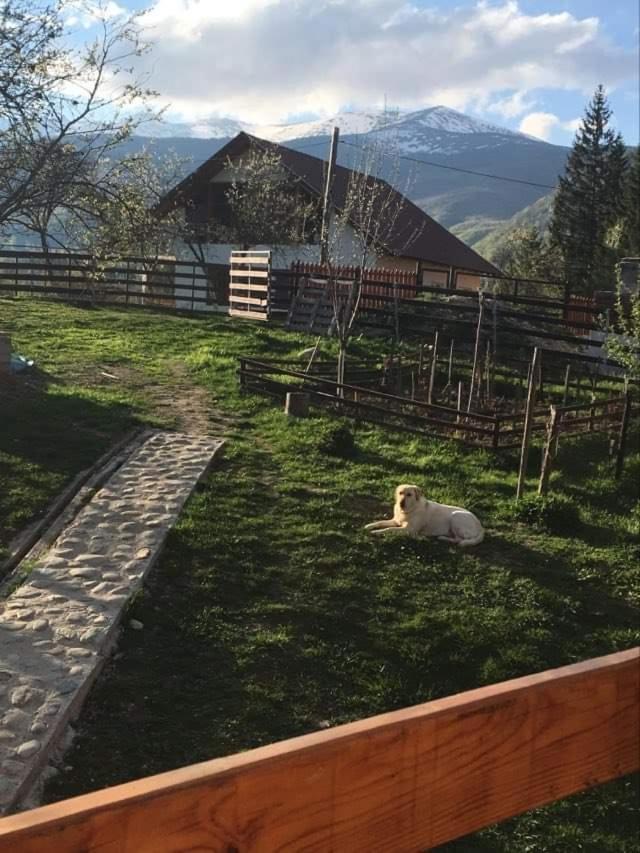 Forest Vibes Spa Cîmpu lui Neag 外观 照片