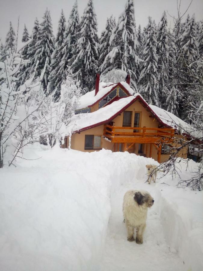 Forest Vibes Spa Cîmpu lui Neag 外观 照片