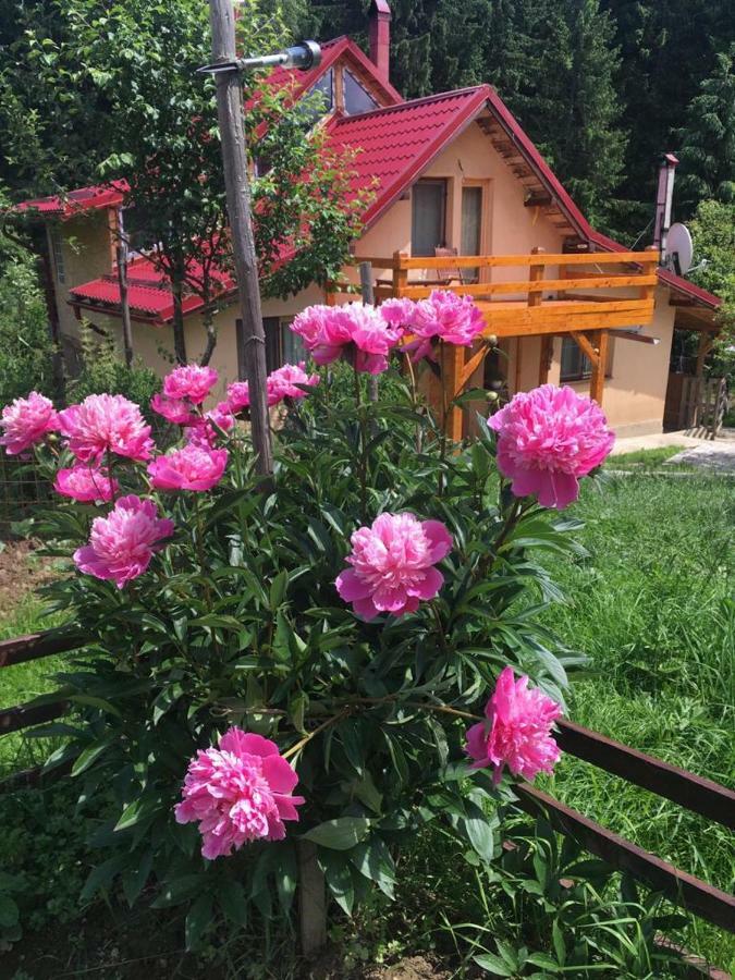 Forest Vibes Spa Cîmpu lui Neag 外观 照片