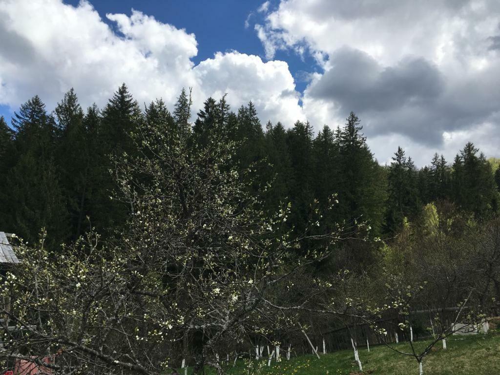 Forest Vibes Spa Cîmpu lui Neag 外观 照片